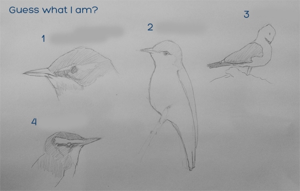 Guess the birds